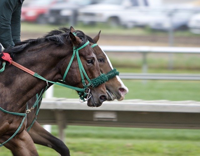 horses-430439_640-min